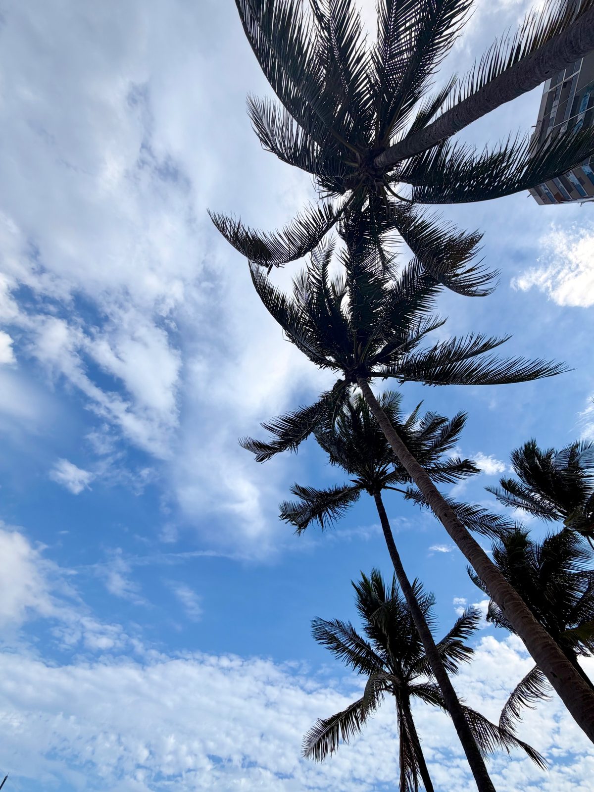 Palm trees against a blue sky with soft clouds